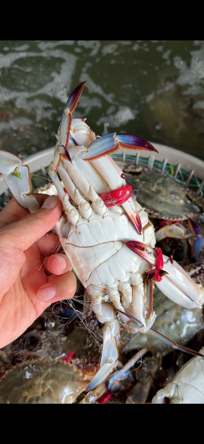 鲜活梭子蟹，海捕养殖蟹都有，支持水车发货