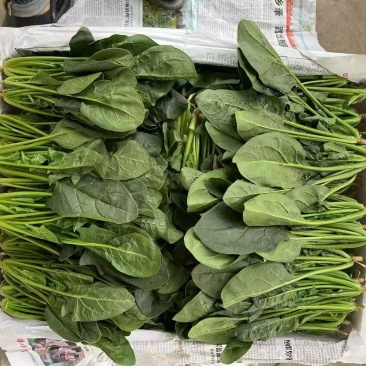 精品菠菜
