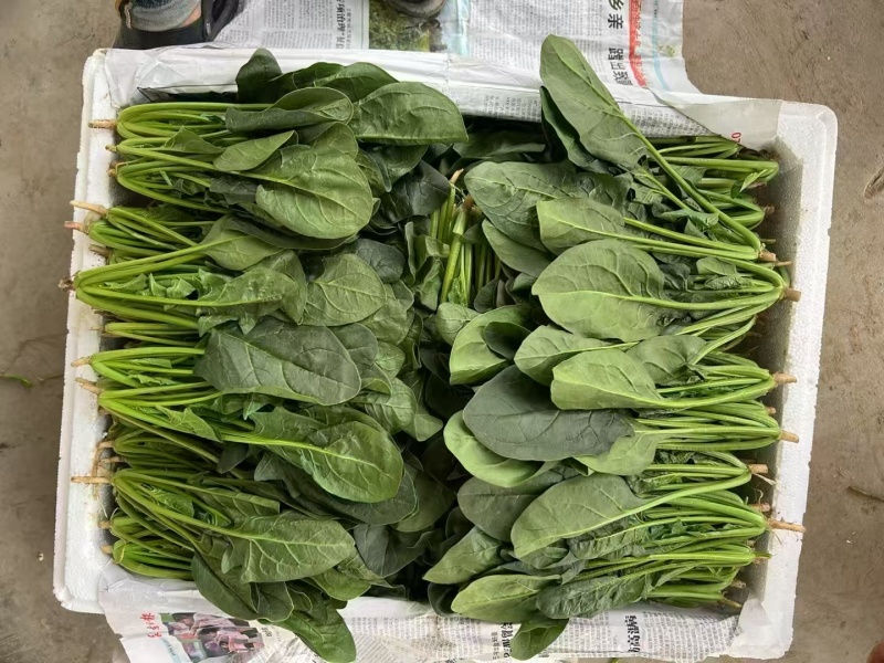 精品菠菜