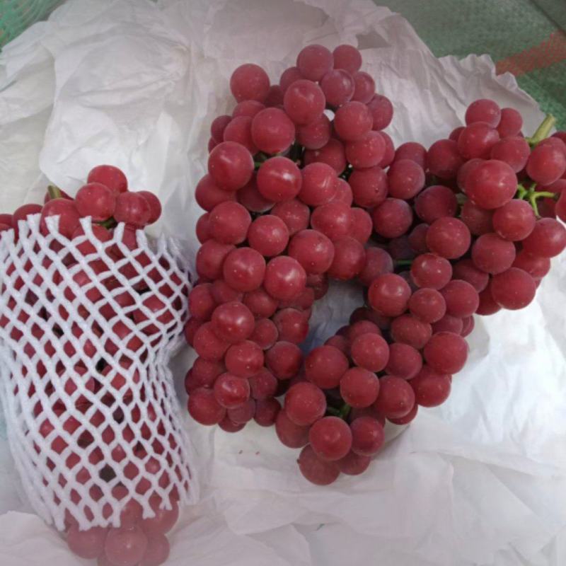 昭通精品红玫瑰葡萄葡萄