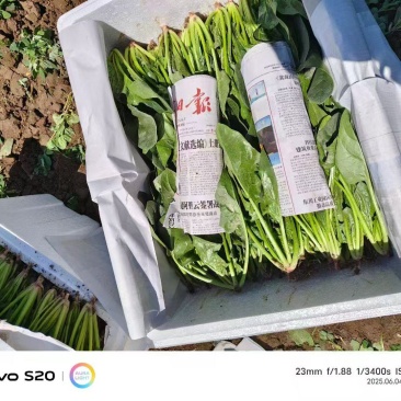 精品菠菜价格优惠量大从优