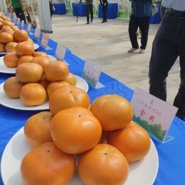 太秋甜柿脆甜多汁9月出10万斤欢迎询价采购