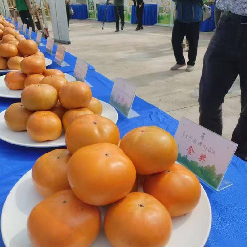 太秋甜柿脆甜多汁9月出10万斤欢迎询价采购