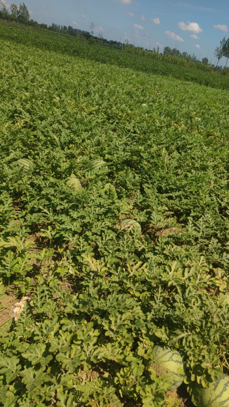 西瓜