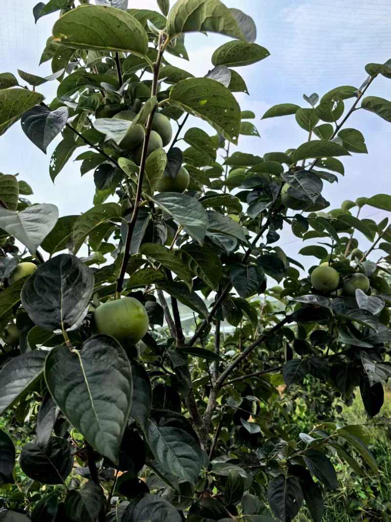 太秋甜柿脆甜多汁9月出10万斤欢迎询价采购