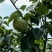 太秋甜柿脆甜多汁9月出10万斤欢迎询价采购