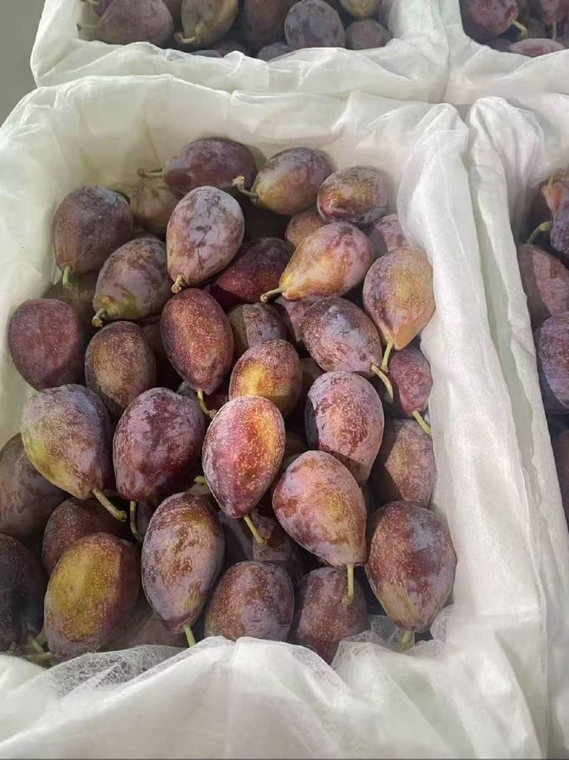 新疆喀什法兰西