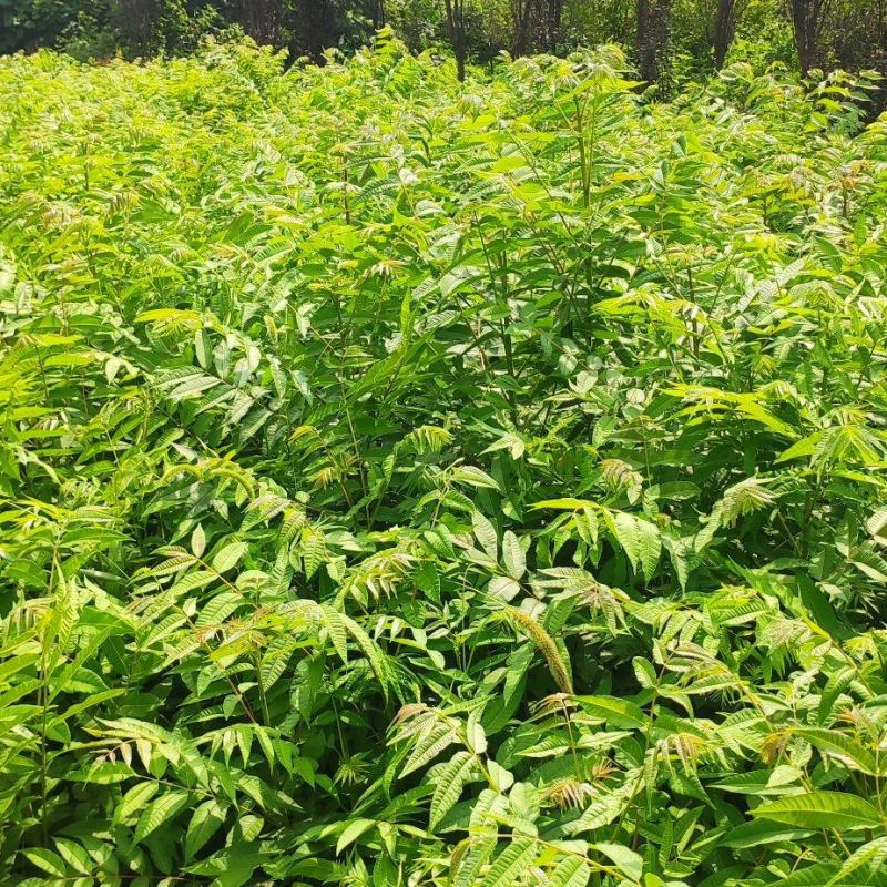 红油香椿。树苗。