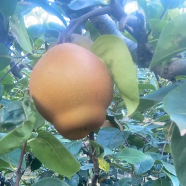 湖北精品沙梨一手货源现摘现发量大价优欢迎咨询