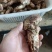 香格里拉野生松茸