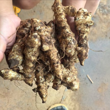 新鲜洋姜，菊芋大量有货