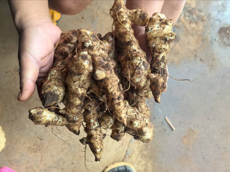 新鲜洋姜，菊芋大量有货