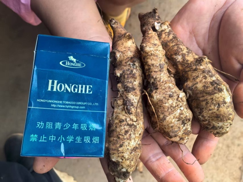新鲜洋姜，菊芋大量有货