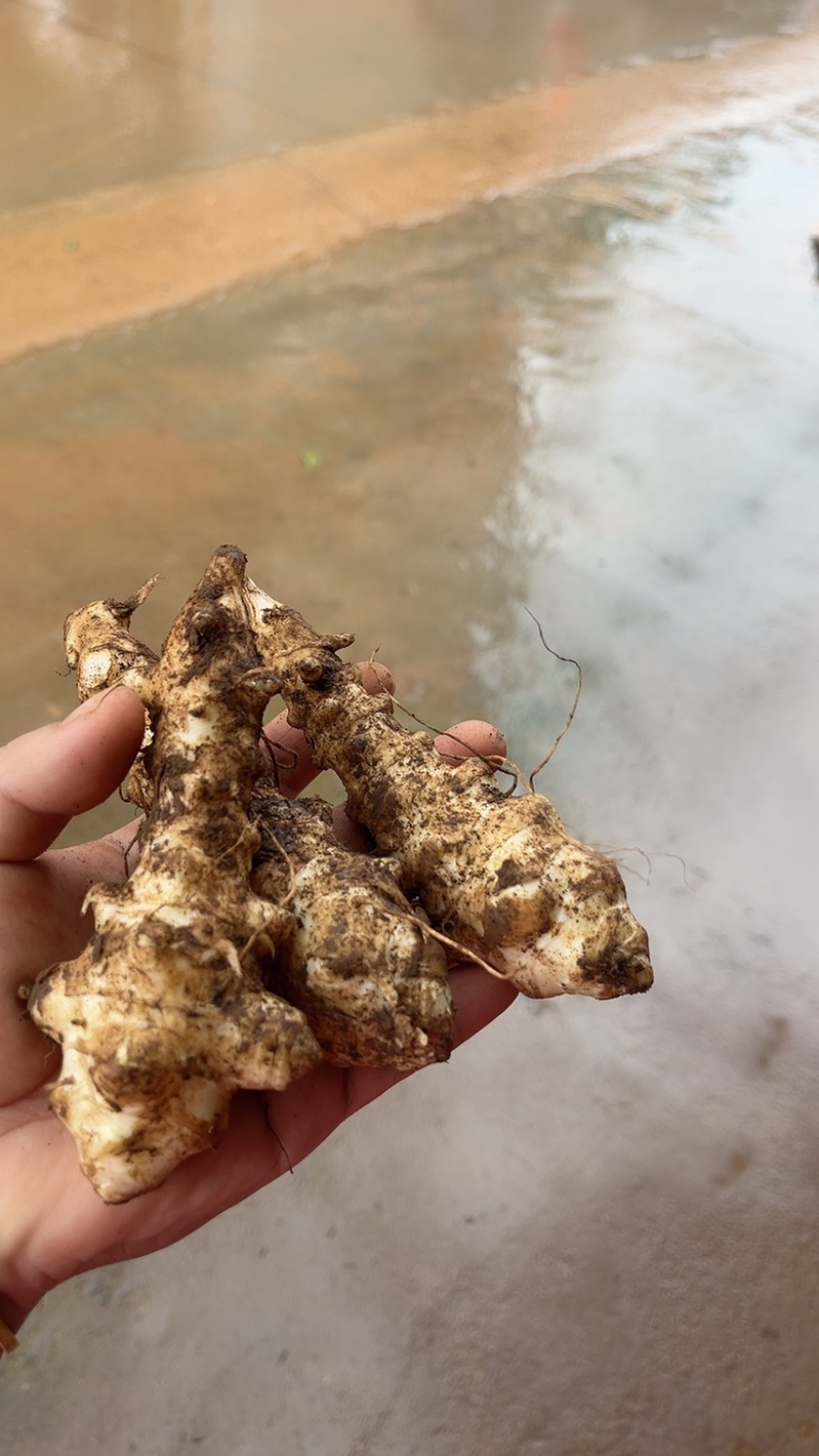 新鲜洋姜，菊芋大量有货