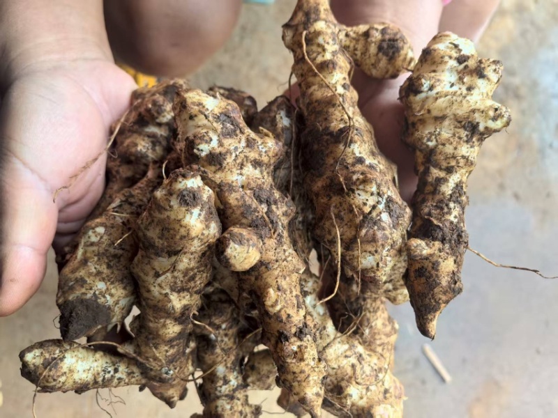 新鲜洋姜，菊芋大量有货