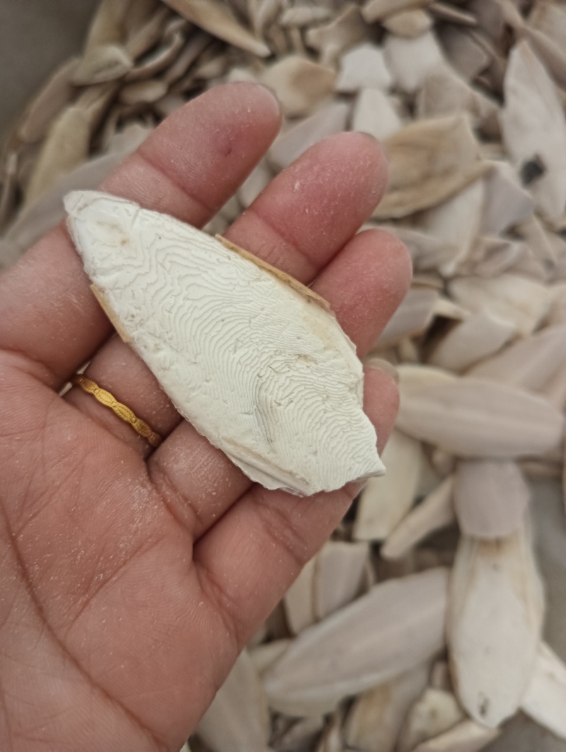 海螵蛸乌贼骨鱼骨现货供应1斤起批量大优惠