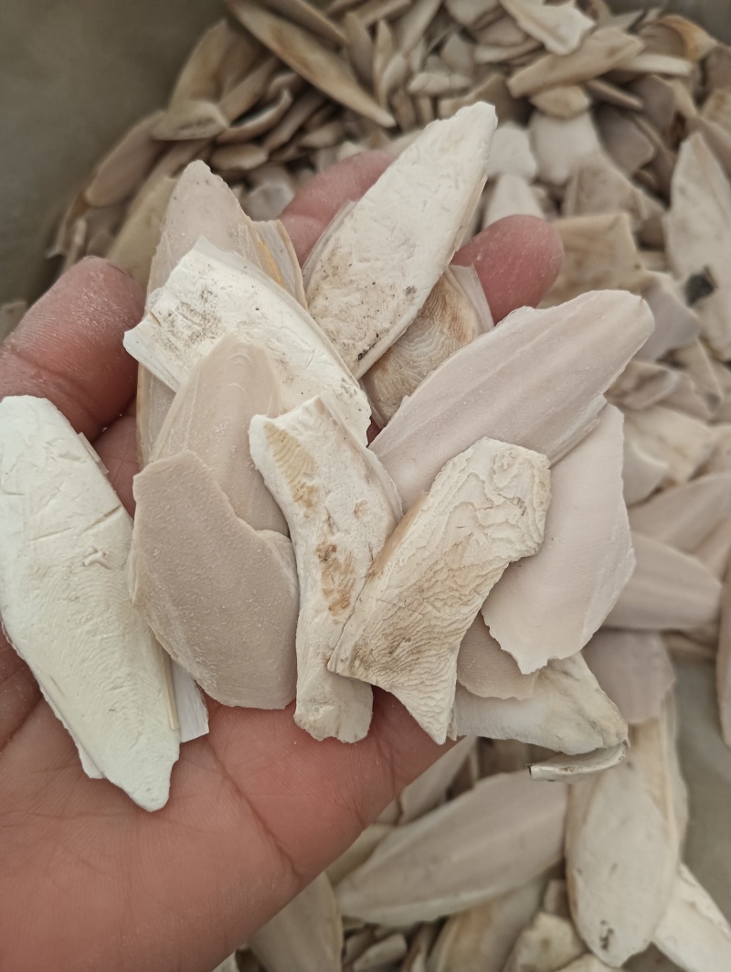 海螵蛸乌贼骨鱼骨现货供应1斤起批量大优惠