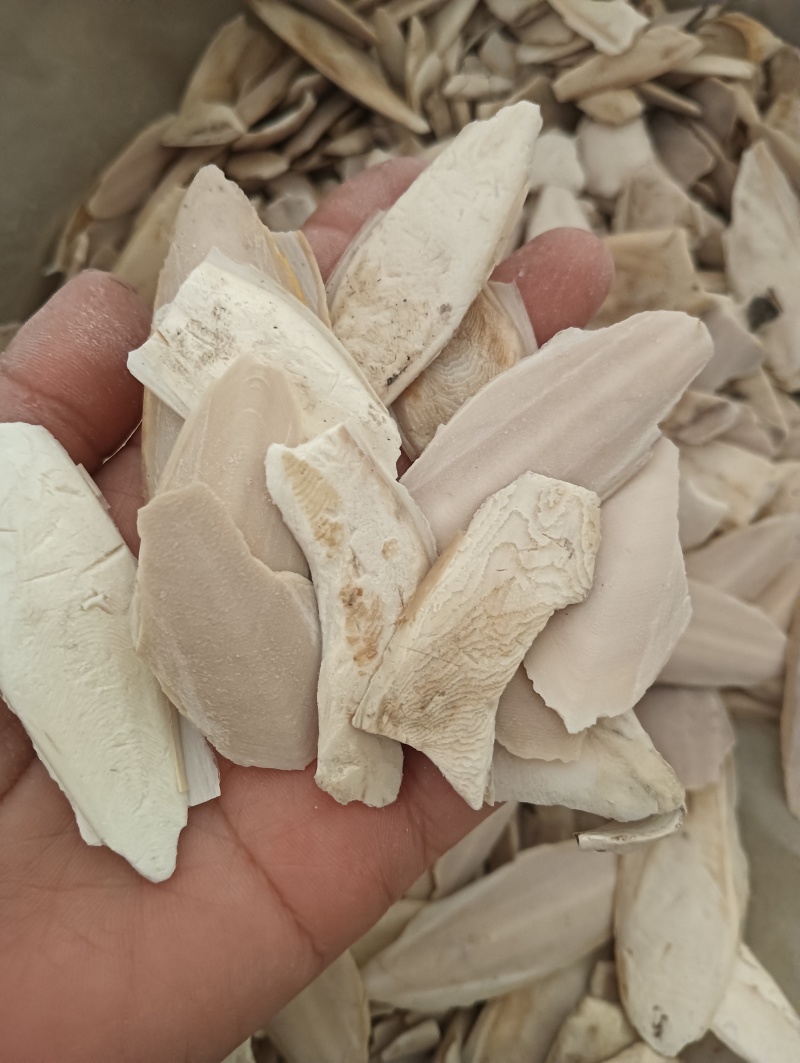 海螵蛸乌贼骨鱼骨现货供应1斤起批量大优惠