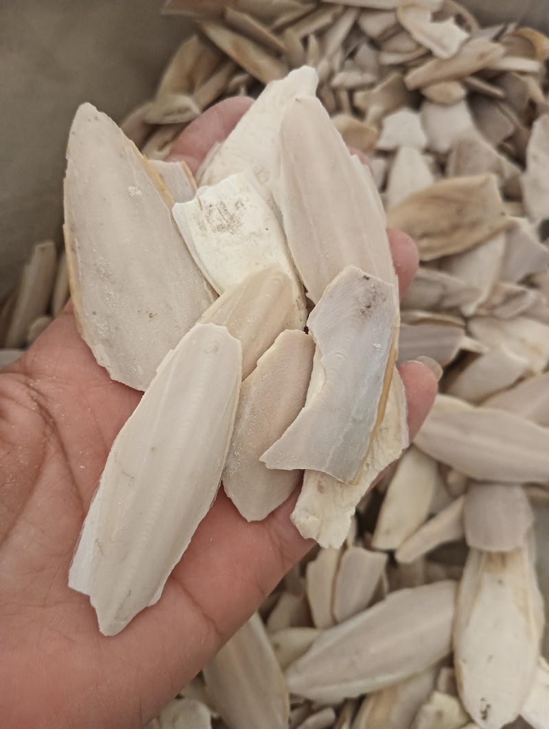 海螵蛸乌贼骨鱼骨现货供应1斤起批量大优惠