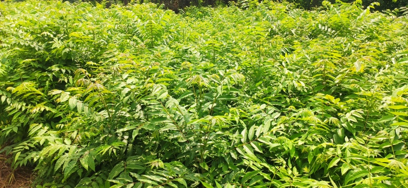 红油香椿。树苗。