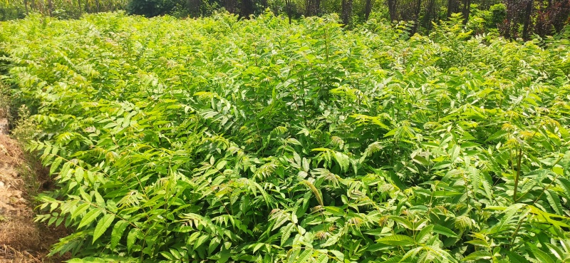红油香椿。树苗。