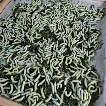 新鲜蚕蛹寻求批发商