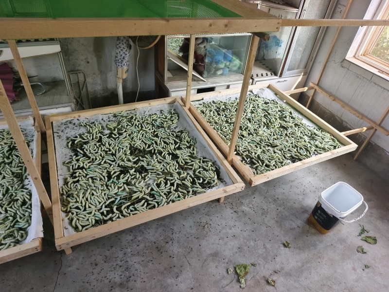 新鲜蚕蛹寻求批发商