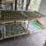 新鲜蚕蛹寻求批发商
