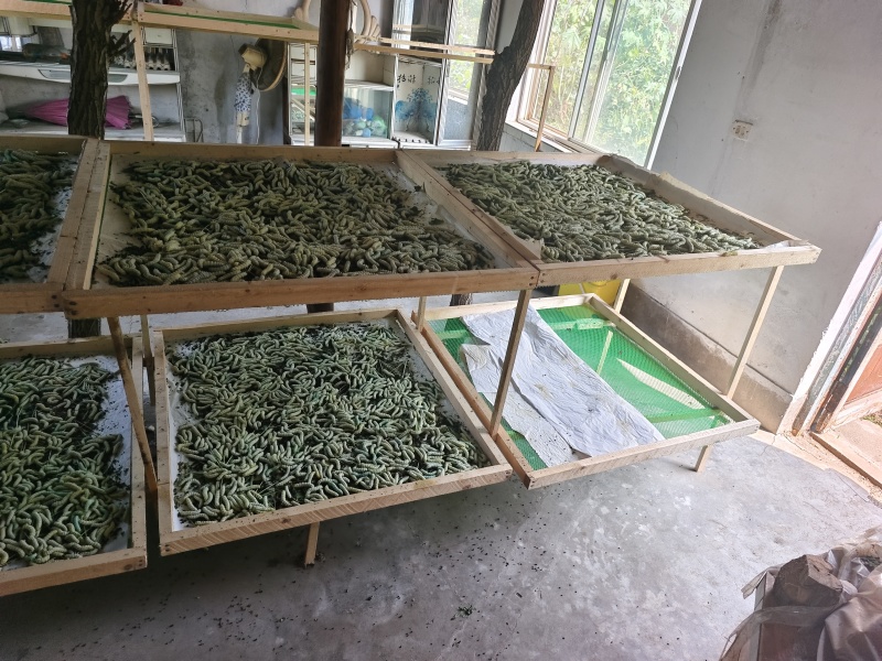 新鲜蚕蛹寻求批发商