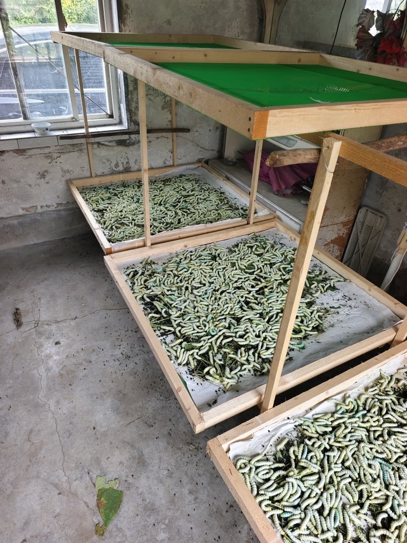 新鲜蚕蛹寻求批发商