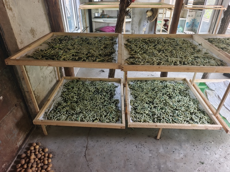 新鲜蚕蛹寻求批发商