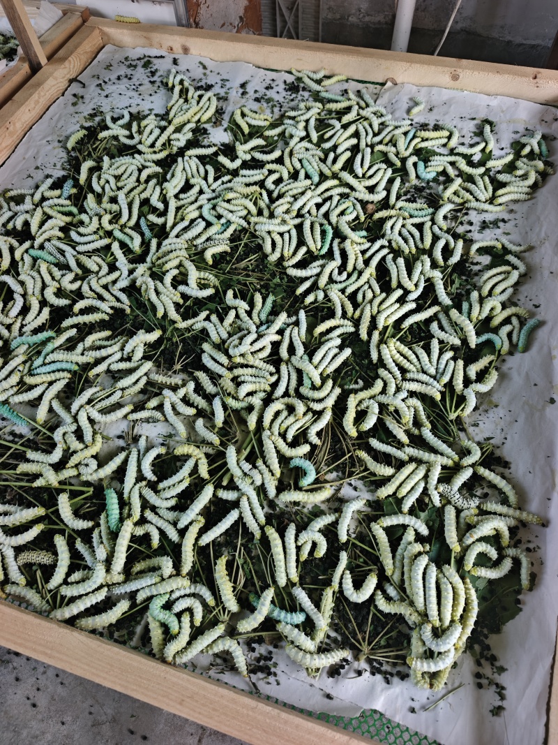 新鲜蚕蛹寻求批发商
