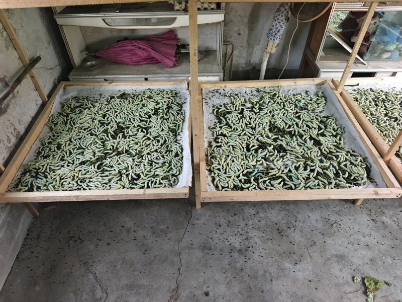 新鲜蚕蛹寻求批发商