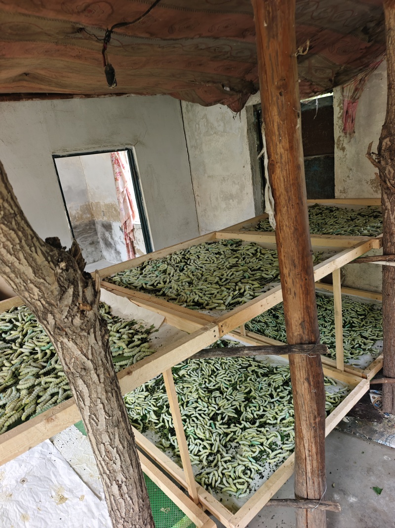 新鲜蚕蛹寻求批发商