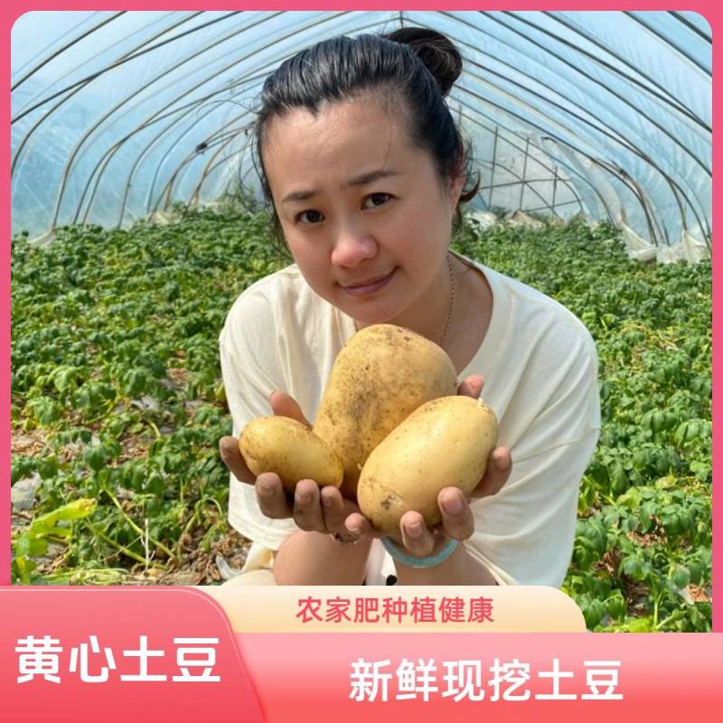 《黄心土豆》沃土五号/实验1号/荷兰十五/品种齐全