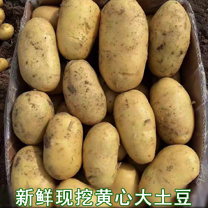 《黄心土豆》沃土五号/实验1号/荷兰十五/品种齐全
