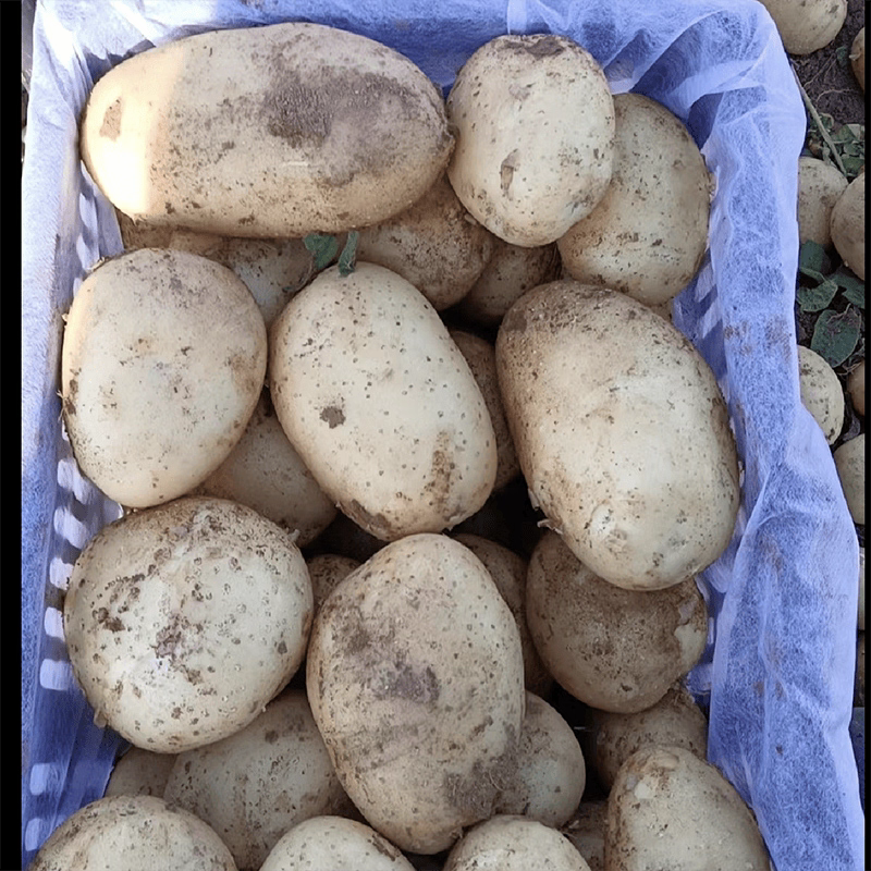 《荷兰十五》湖北土豆/V7希森都有/供应电商/市场工厂