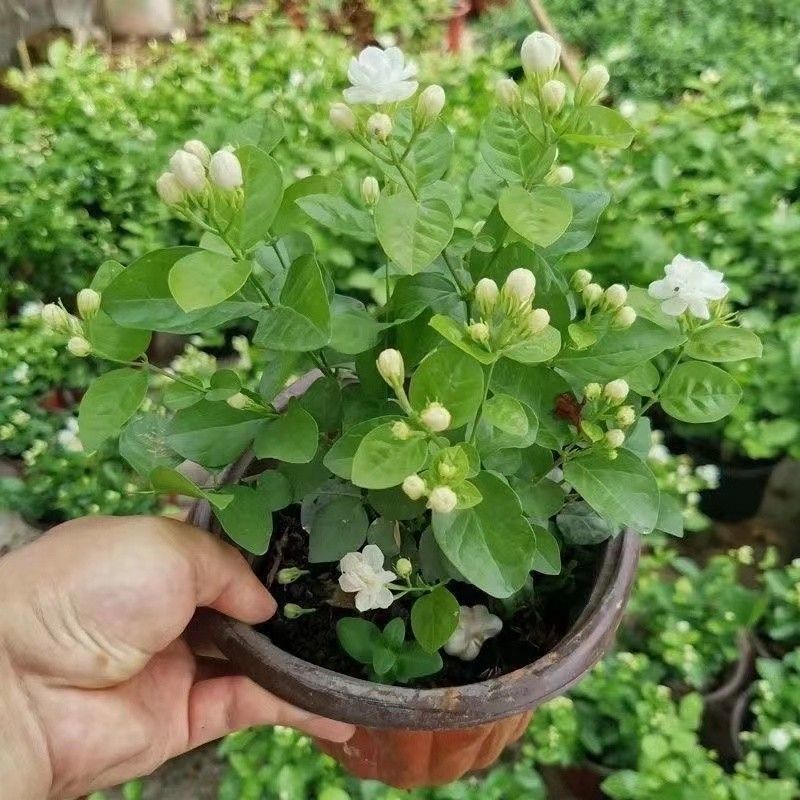 【精选】广西横州茉莉花产地直发根系发达成活率高保质保