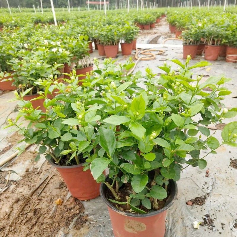 【精选】广西横州茉莉花产地直发根系发达成活率高保质保