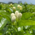 【精选】广西横州茉莉花产地直发根系发达成活率高保质保