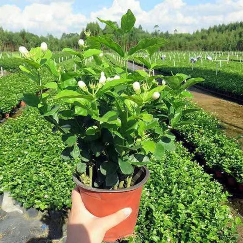 【精选】广西横州茉莉花产地直发根系发达成活率高保质保
