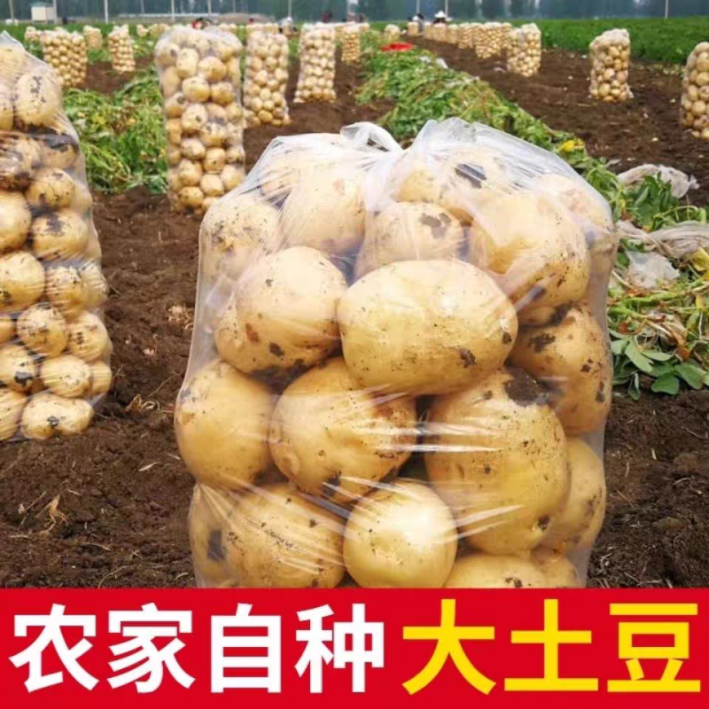 《湖北土豆》沃土五号/实验1号/荷兰十五/电商市场工厂