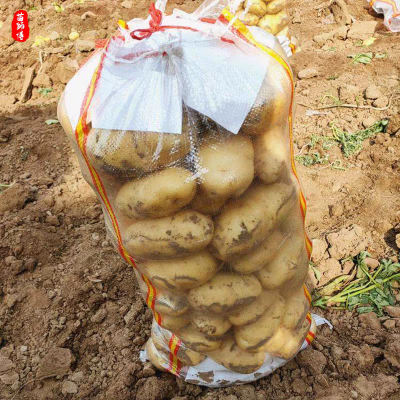 《湖北土豆》沃土五号/实验1号/荷兰十五/电商市场工厂