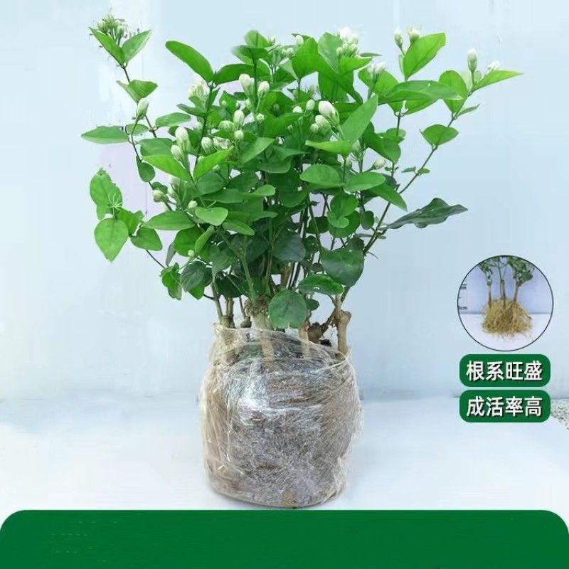 【实力商家】广西横州茉莉花盆栽花苞繁多大量供应视频看