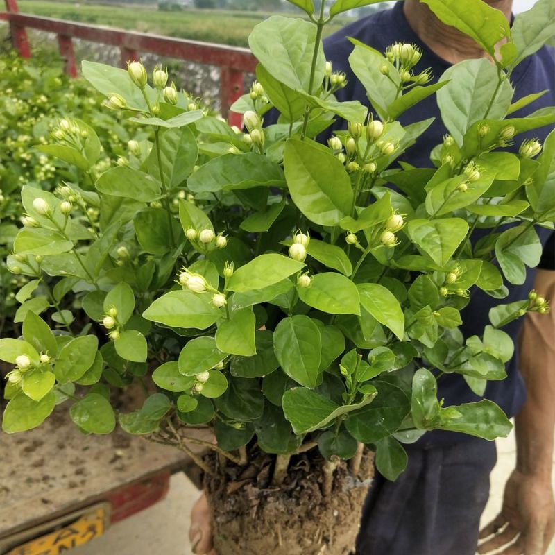 【实力商家】广西横州茉莉花盆栽花苞繁多大量供应视频看