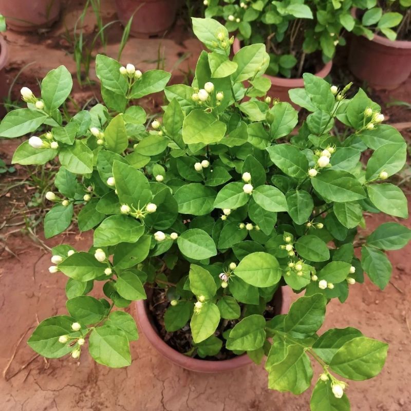 【实力商家】广西横州茉莉花盆栽花苞繁多大量供应视频看