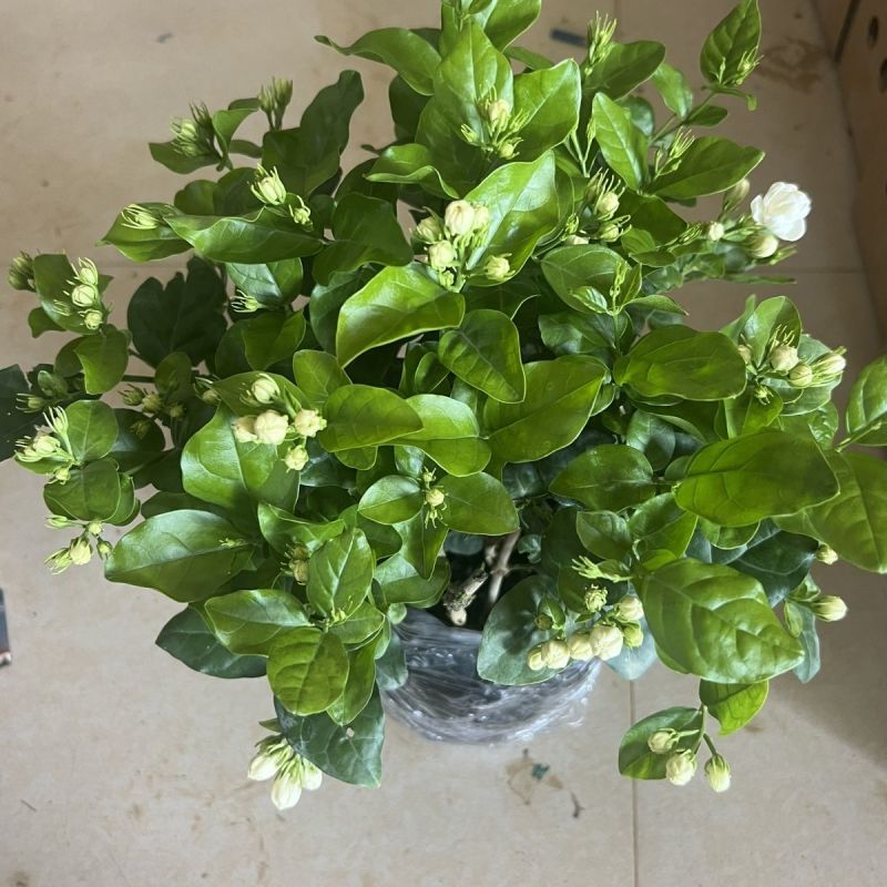 【实力商家】广西横州茉莉花盆栽花苞繁多大量供应视频看