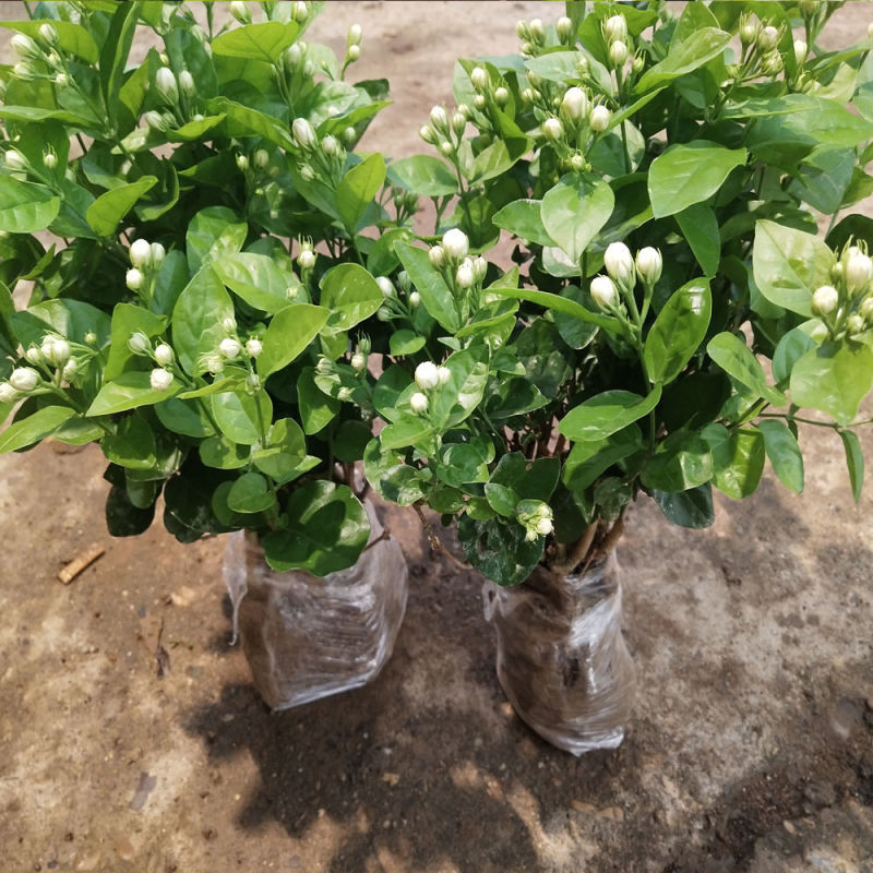 【实力商家】广西横州茉莉花盆栽花苞繁多大量供应视频看