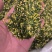 莲子心无硫***质量保证诚信经营批发零售各种花茶