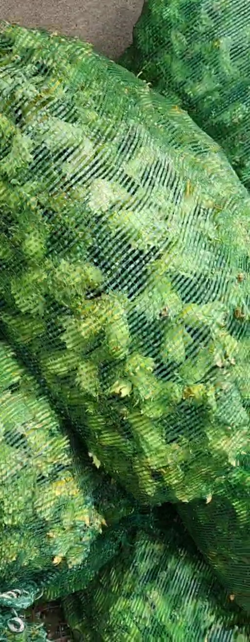 辽宁鞍山大榛子